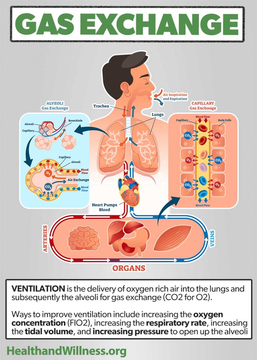 oxygen-delivery-devices-and-flow-rates-health-and-willness