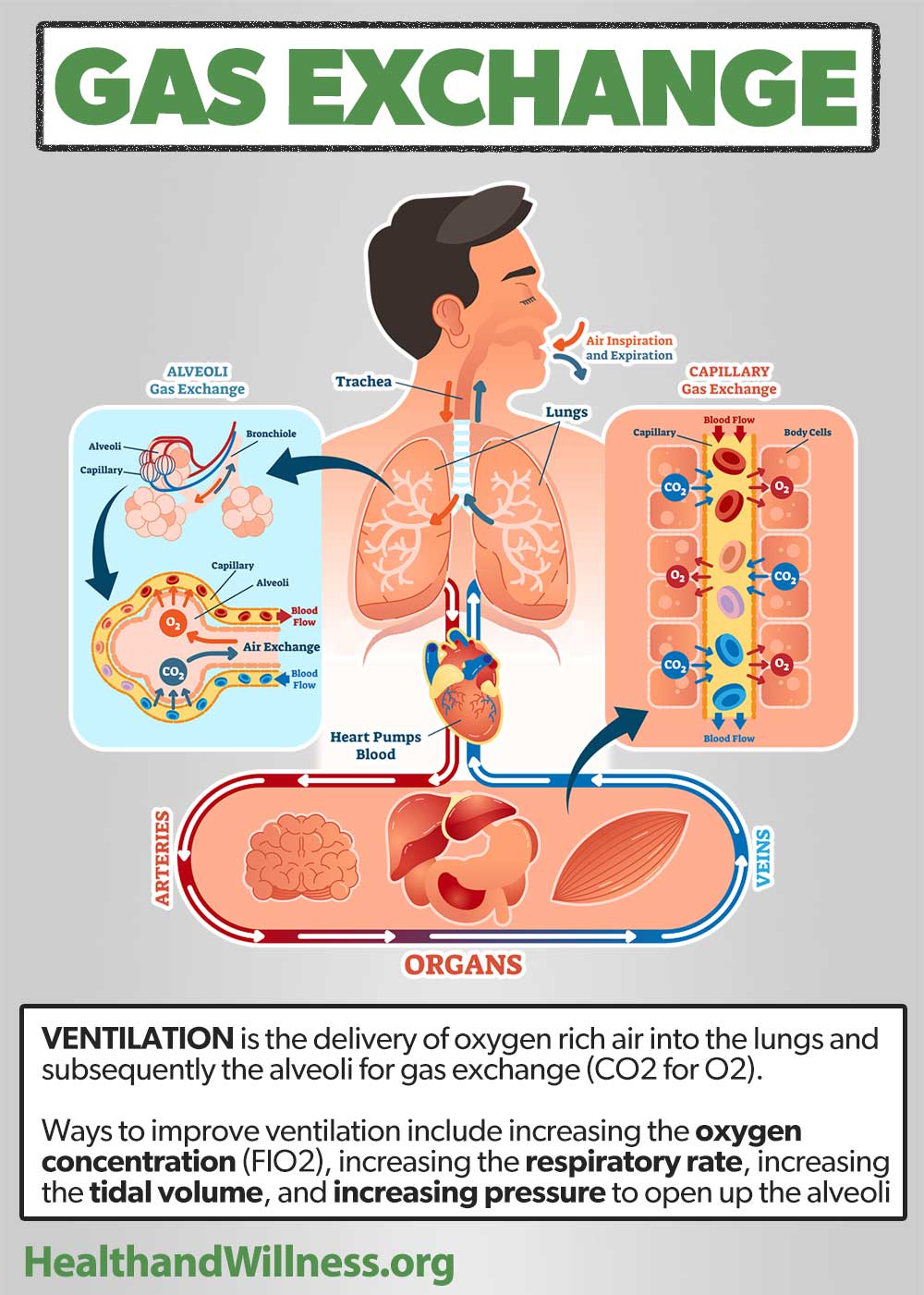 Oxygen Delivery Devices and Flow Rates | Health And Willness