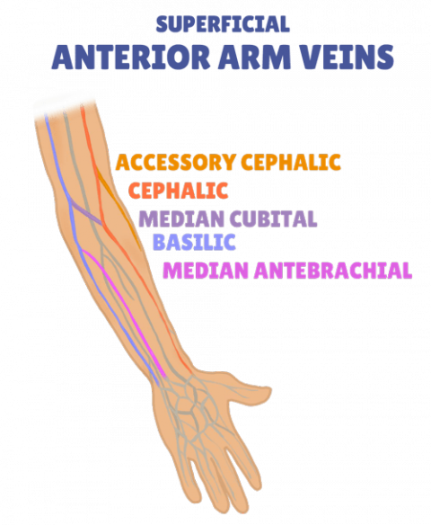 10 IV Insertion Tips for Nurses | Health And Willness