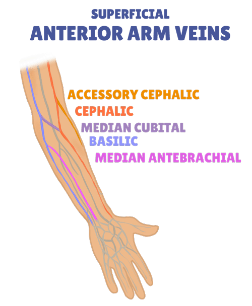 Median Cubital Vein: Anatomy, Function, And Significance, 54% OFF