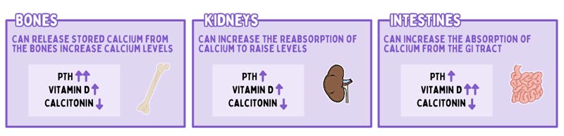 What Medications Can Increase Calcium Levels