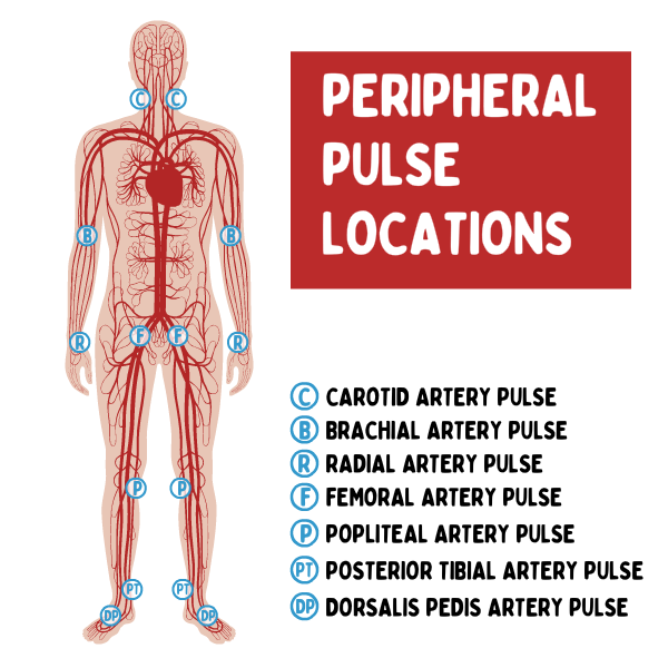 An illustration of the locations of the peripheral pulses